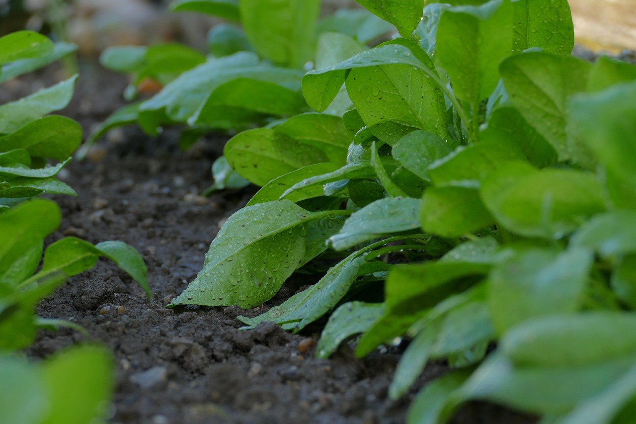 soil sensor irrigation